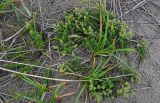 Galium verum. Цветущие и плодоносящие растения в сообществе с Carex. Сахалин, Холмский гор. округ, мыс Слепиковского, песчаный пляж. 26.08.2023.