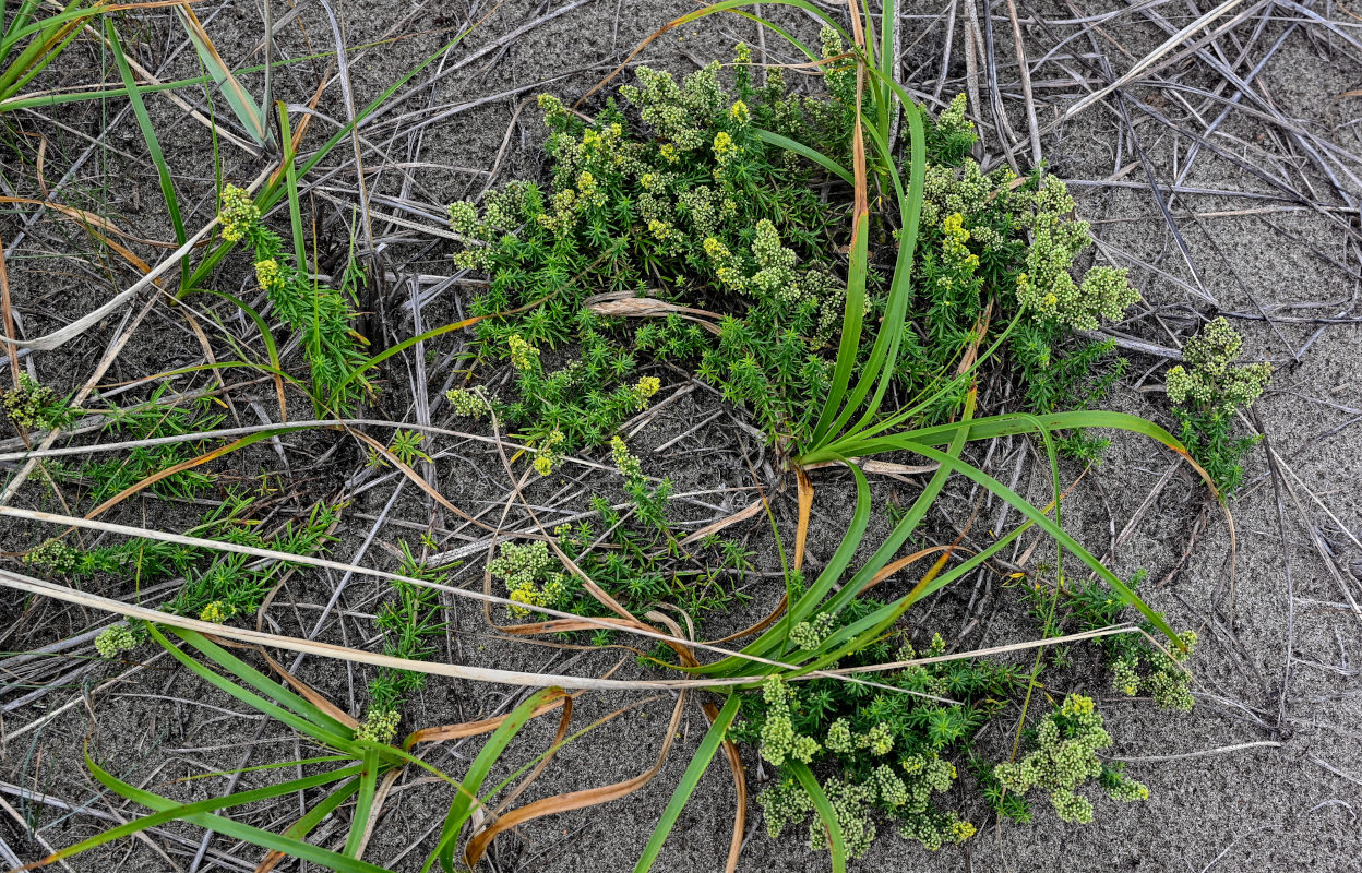 Image of Galium verum specimen.