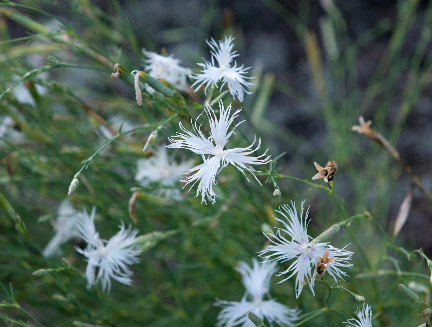 Image of Dianthus arenarius specimen.