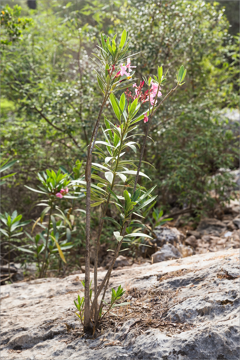 Image of Nerium oleander specimen.