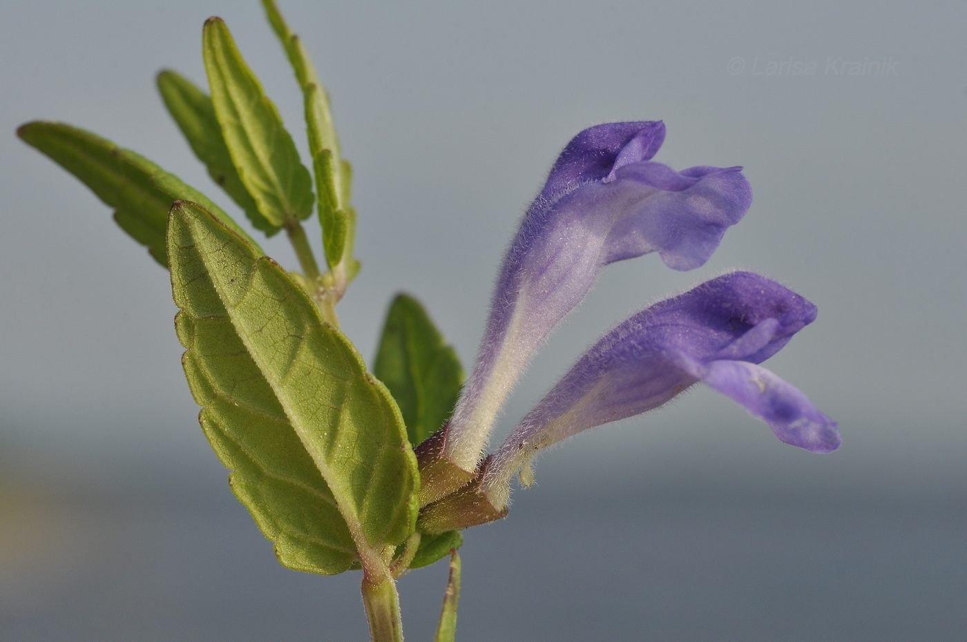 Image of genus Scutellaria specimen.