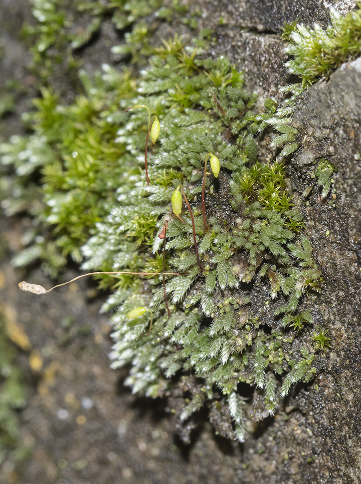 Image of Bryum argenteum specimen.