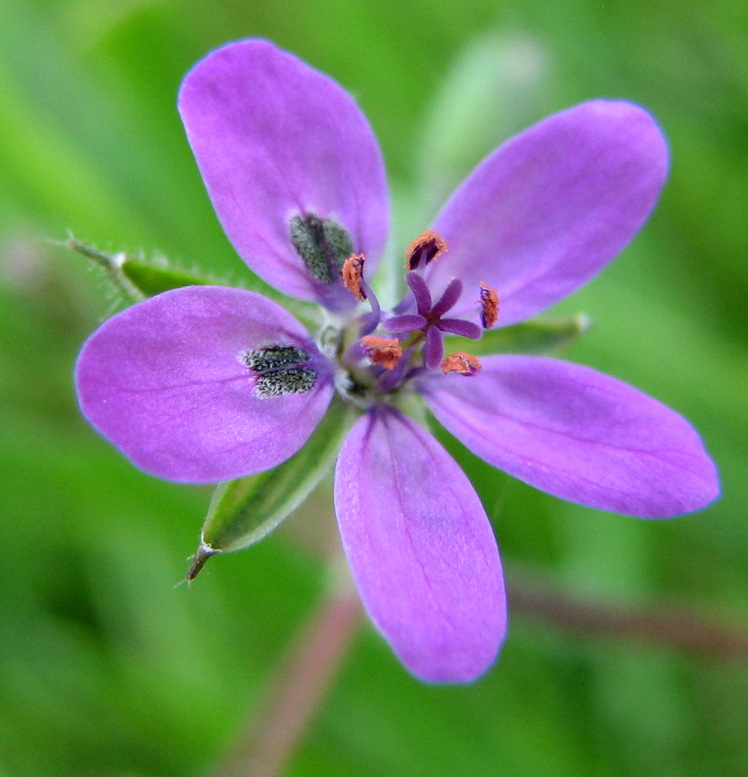 Image of genus Erodium specimen.