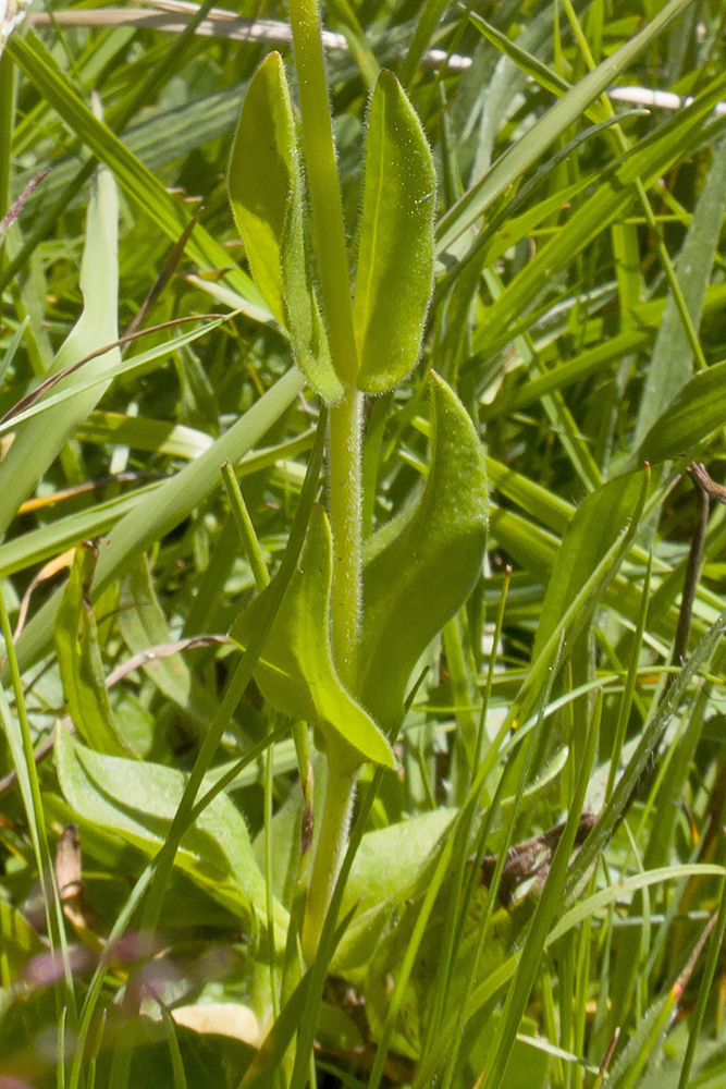 Image of Cerastium purpurascens specimen.