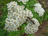 род Achillea. Соцветия с жуком-усачом. Хабаровский край, окр. г. Комсомольск-на-Амуре, Силинский лесопарк, зарастающая просека. 06.07.2024.