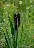 Typha latifolia. Верхушка цветущего растения. Вологодская обл., Кирилловский р-н, побережье оз. Ильинское, заболоченный участок луга, у воды. 12.07.2024.