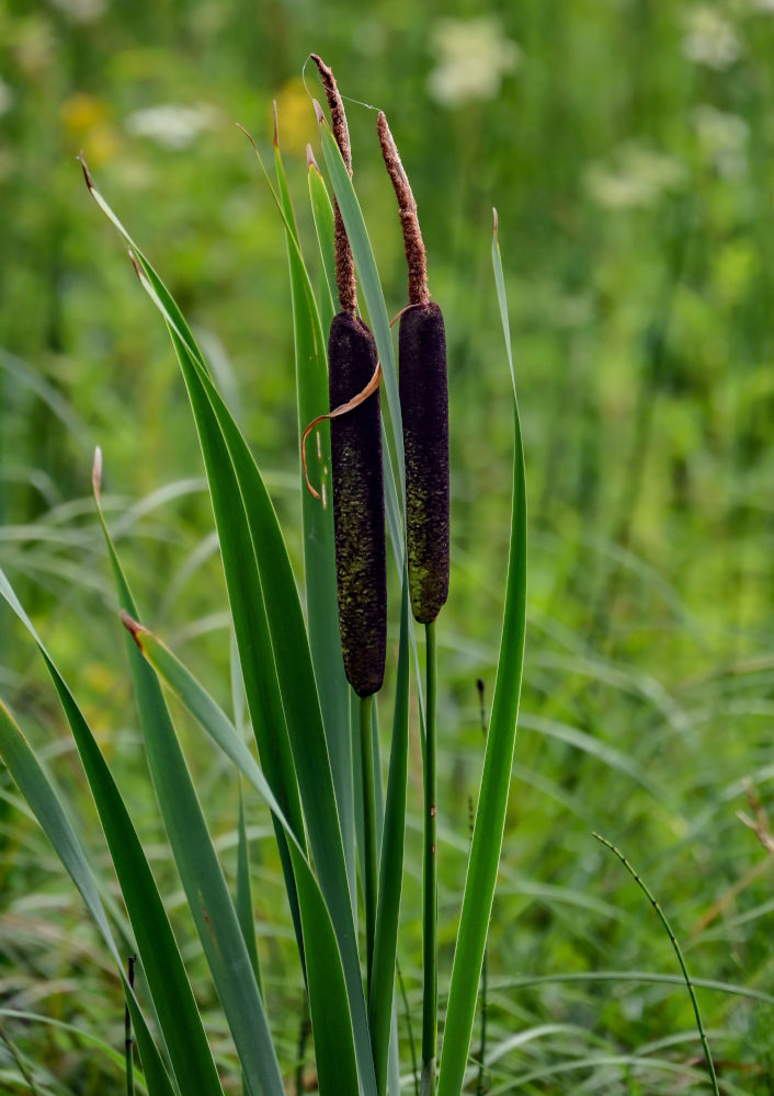 Изображение особи Typha latifolia.