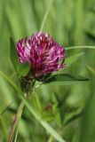 Trifolium medium