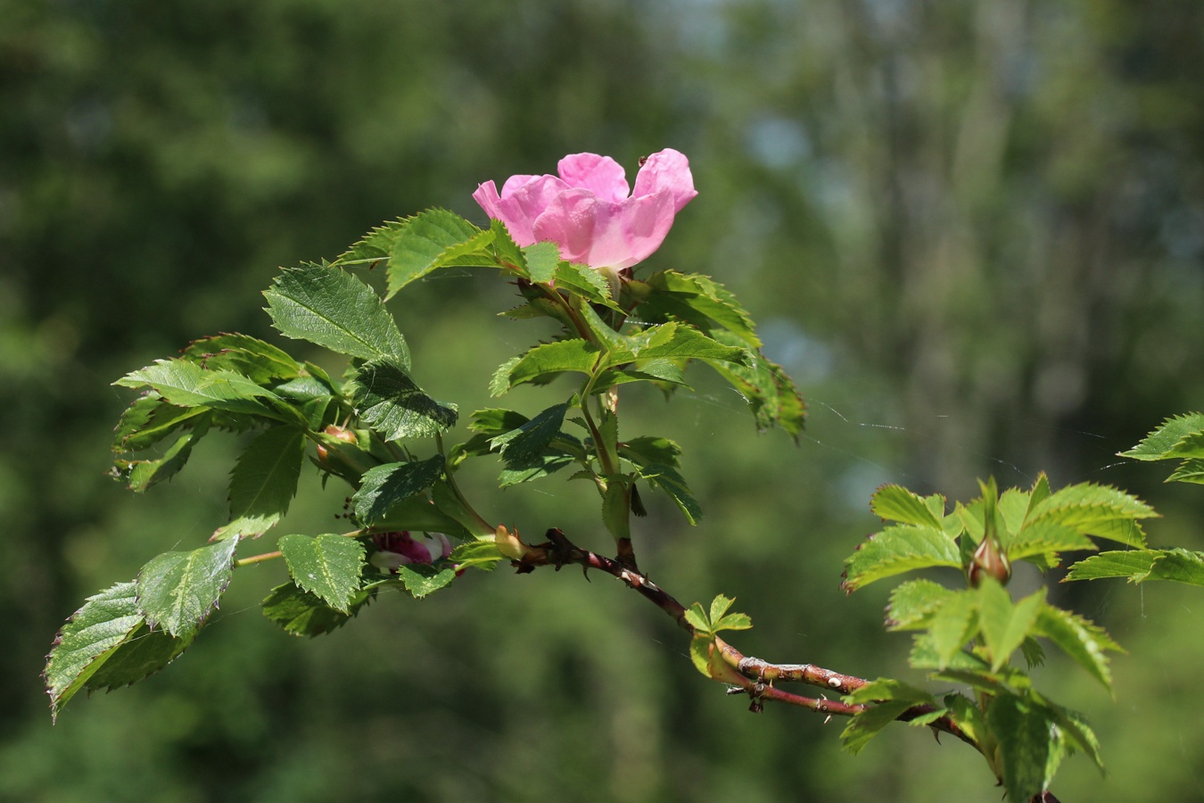 Изображение особи Rosa subcanina.