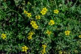 Potentilla argentea. Верхушки побегов с соцветиями. Костромская обл., г. Кострома, устье р. Кострома, берег реки, окраина песчаного пляжа. 29.06.2024.