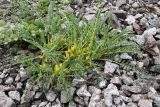 Astragalus lithophilus