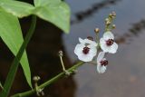 Sagittaria sagittifolia. Соцветие с бутонами, цветками и завязями(?). Беларусь, Витебская обл., пос. Езерище, берег р. Оболь у плотины. 17.07.2024.