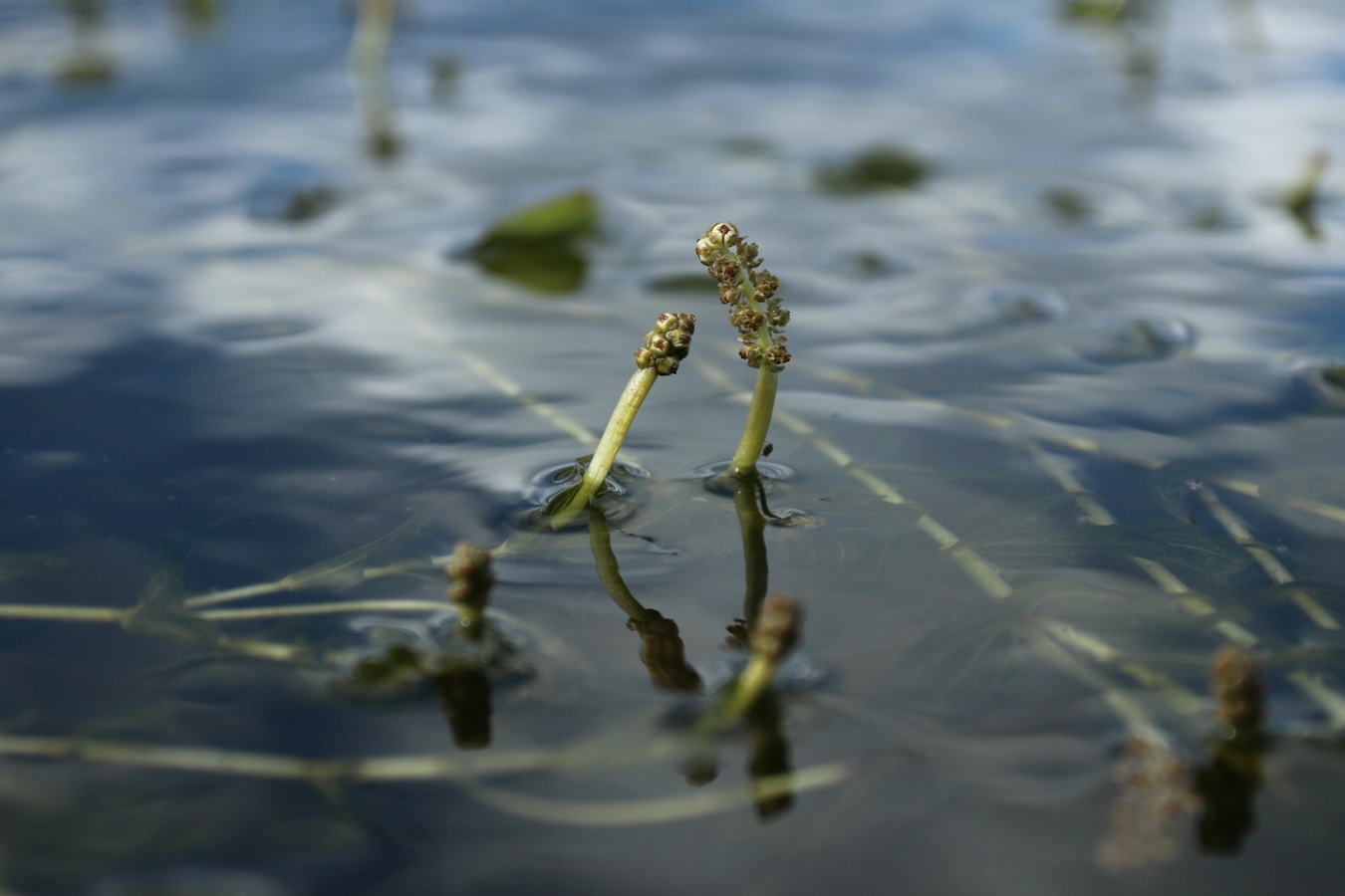 Image of Potamogeton perfoliatus specimen.