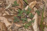 Potentilla micrantha