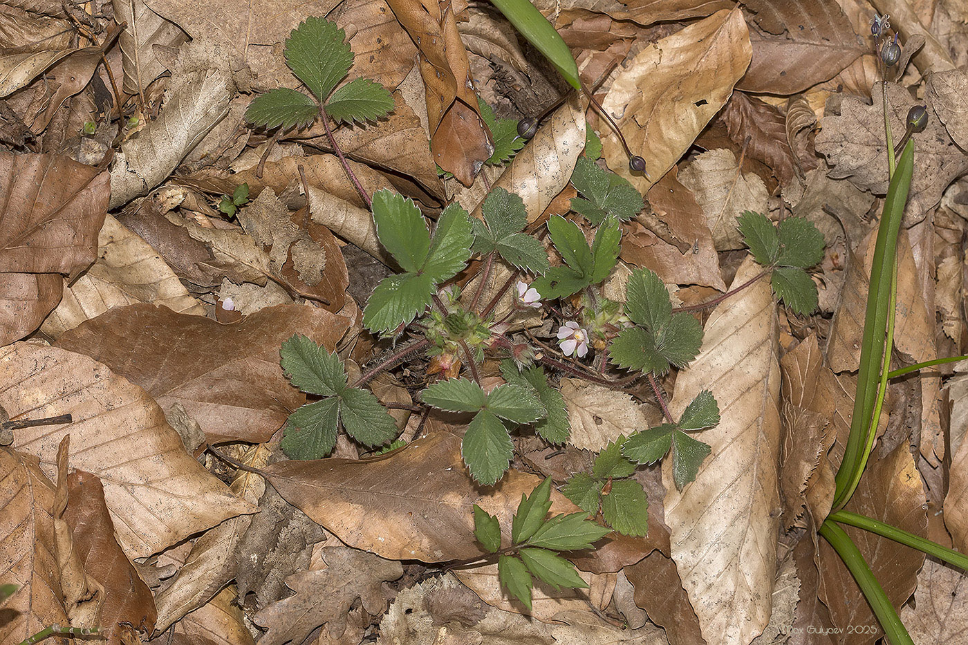 Image of Potentilla micrantha specimen.