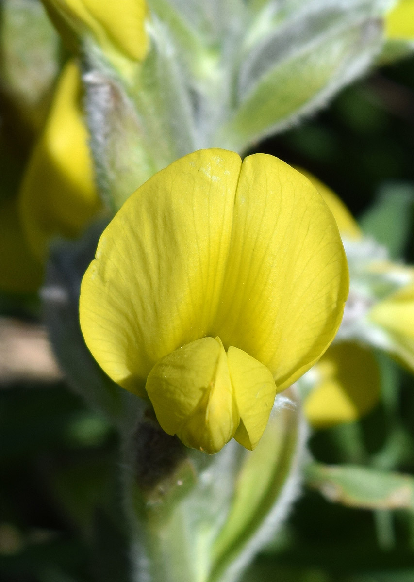 Изображение особи Thermopsis alterniflora.