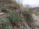 genus Potentilla. Вегетирующее растение с прошлогодним генеративным побегом. Краснодарский край, Крымский р-н, окр. станицы Неберджаевская, дол. р. Липки, пушистодубово-грабинниковый лес, скальное обнажение на месте старого заросшего карьера. 02.04.2025.