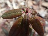 View full-size image Ledum maximum
