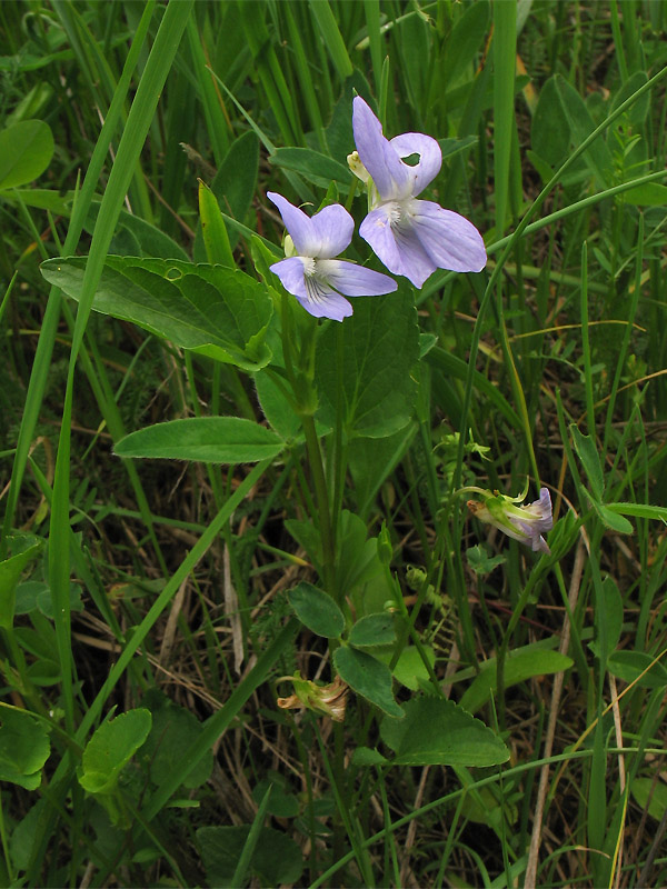 Image of Viola ruppii specimen.