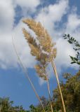 View full-size image Calamagrostis epigeios