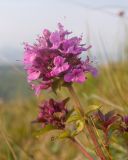 View full-size image Thymus pseudopulegioides