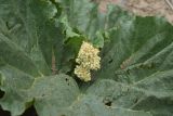 View full-size image Rheum ribes