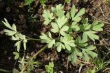 View full-size image Corydalis solida