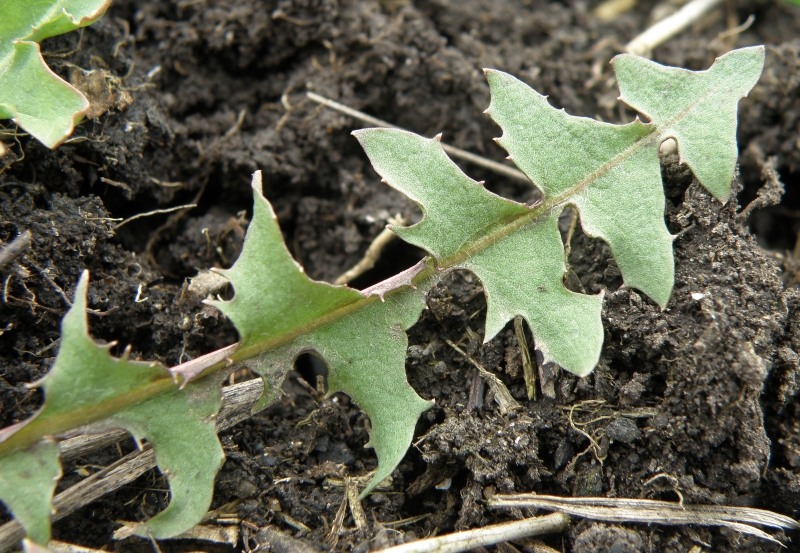 Image of Taraxacum tortilobum specimen.