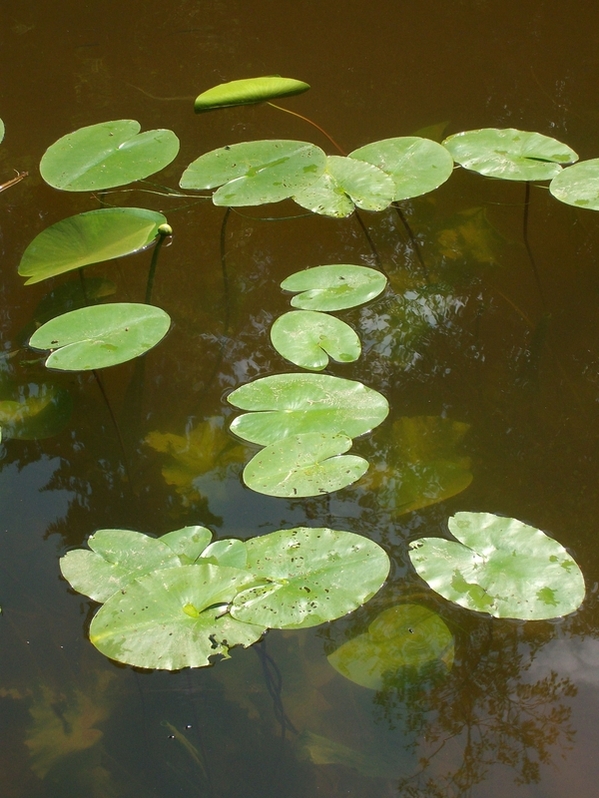 Изображение особи Nuphar lutea.