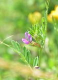 View full-size image Vicia sativa