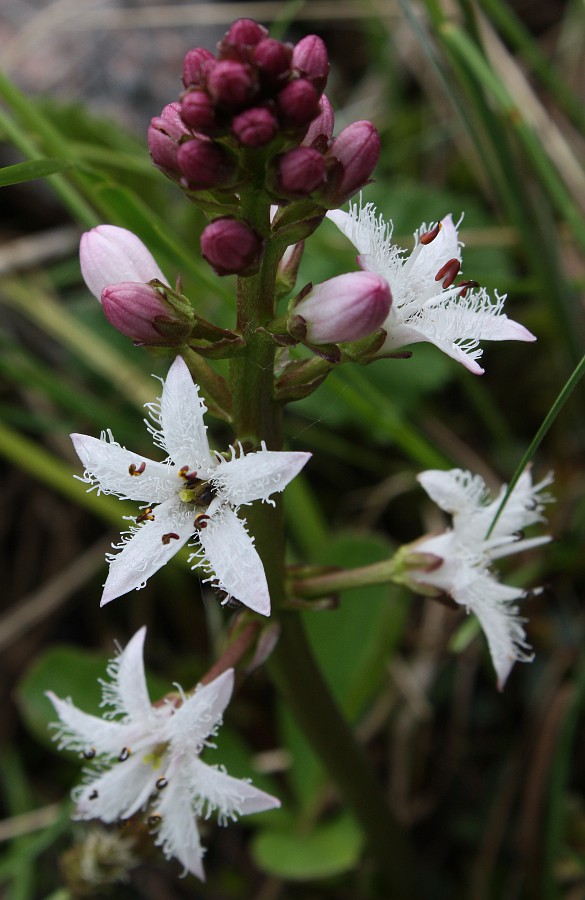 Image of Menyanthes trifoliata specimen.