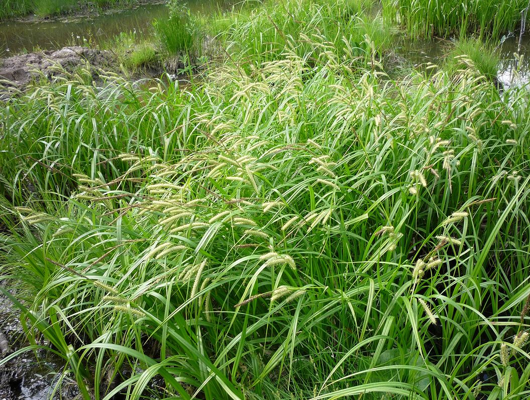 Image of Carex rhynchophysa specimen.