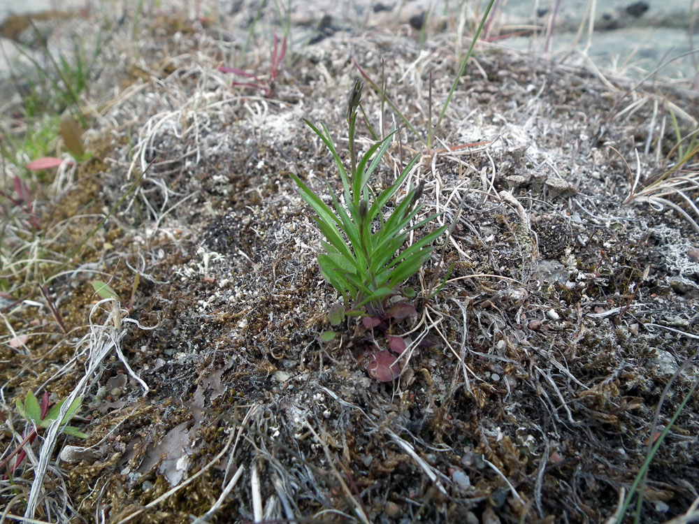 Image of Campanula rotundifolia specimen.