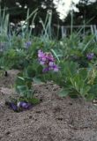 Lathyrus japonicus ssp. maritimus