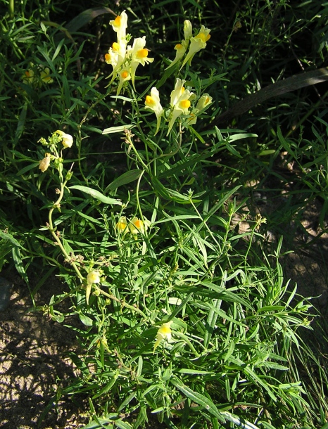 Image of Linaria melampyroides specimen.