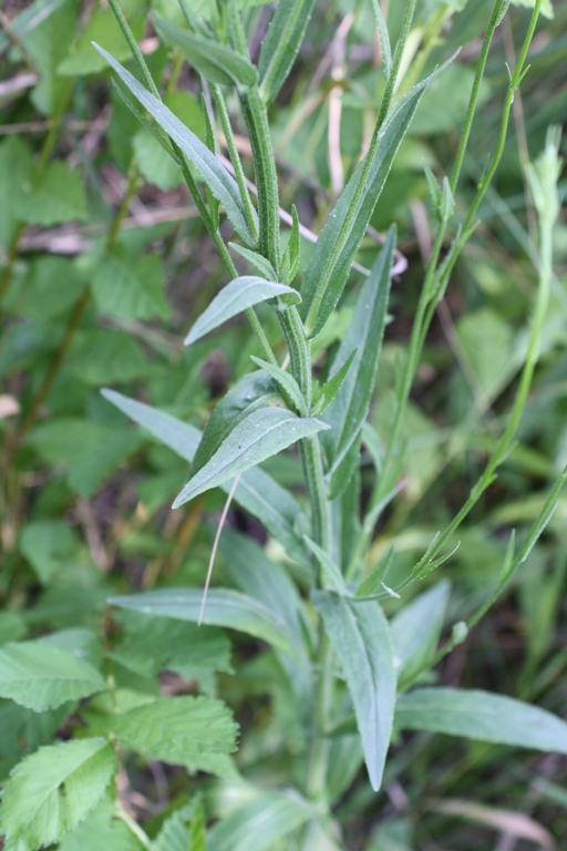 Image of Campanula lambertiana specimen.