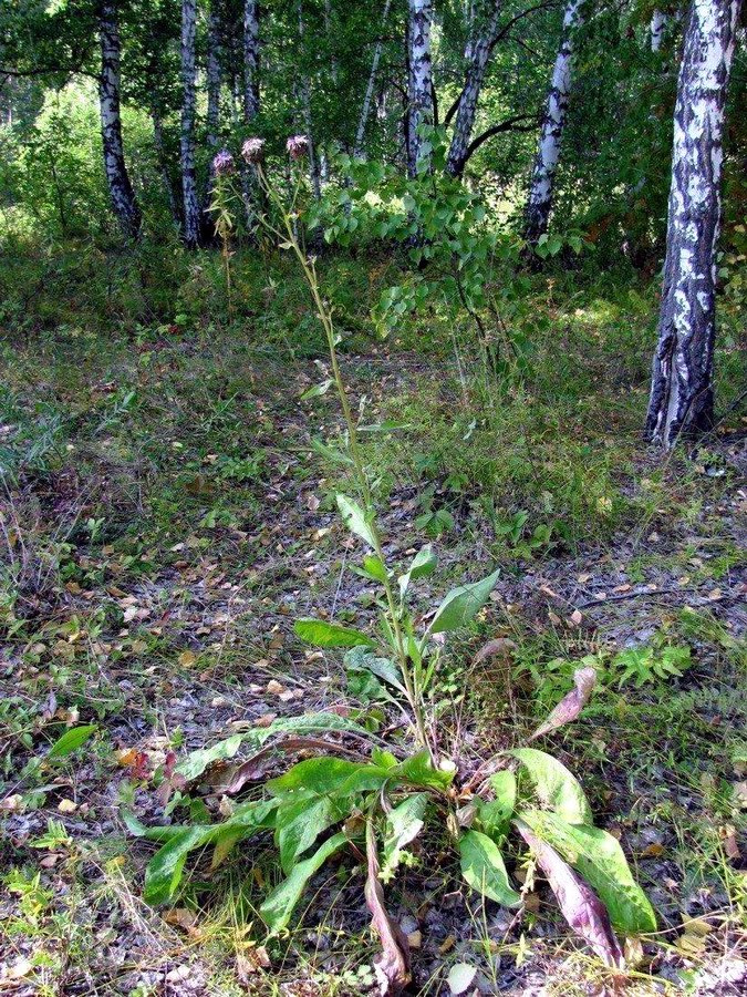 Image of Centaurea integrifolia specimen.