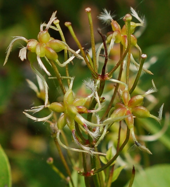 Image of Clematis mandshurica specimen.