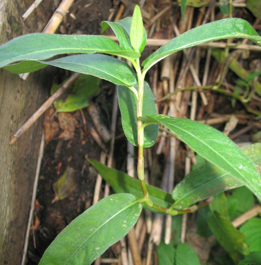 Image of Persicaria amphibia specimen.