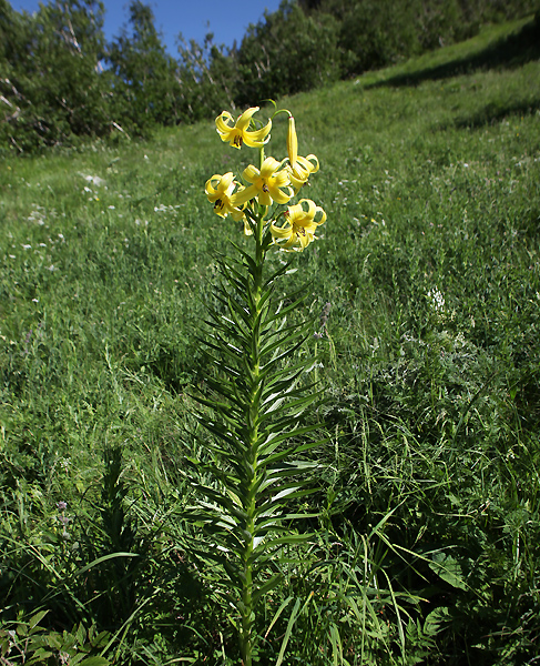 Изображение особи Lilium kesselringianum.