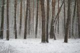 Pinus sylvestris. Основания стволов взрослых деревьев. Москва, Кузьминский лесопарк. 20.01.2007.