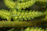 Dryopteris villarii