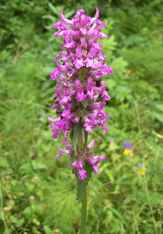 Image of Betonica officinalis specimen.