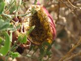 Capparis cartilaginea. Вскрывшиеся созревшие плоды. Израиль, Эйлатские горы. Ноябрь.
