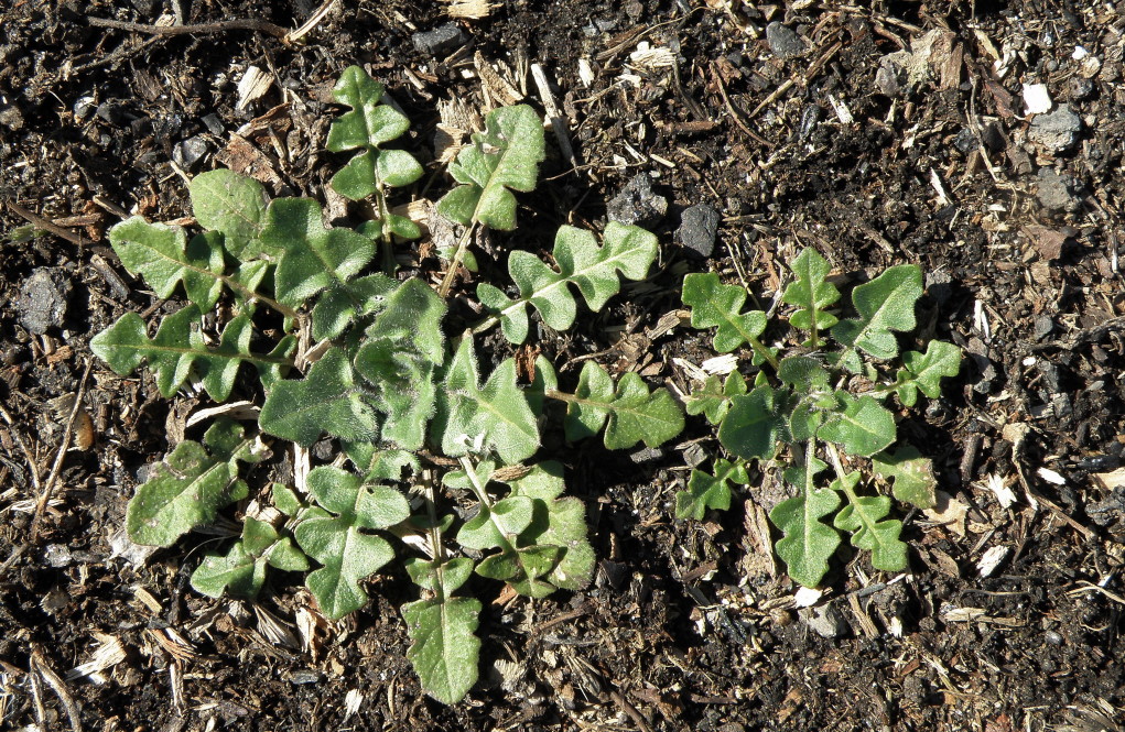 Изображение особи Sisymbrium loeselii.