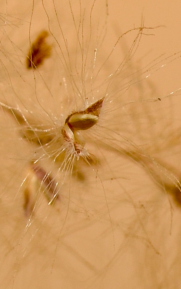 Image of Tricholaena teneriffae specimen.