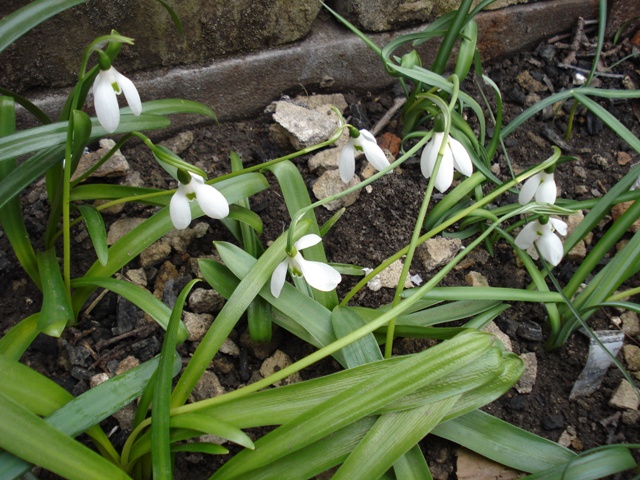 Image of Galanthus ikariae specimen.