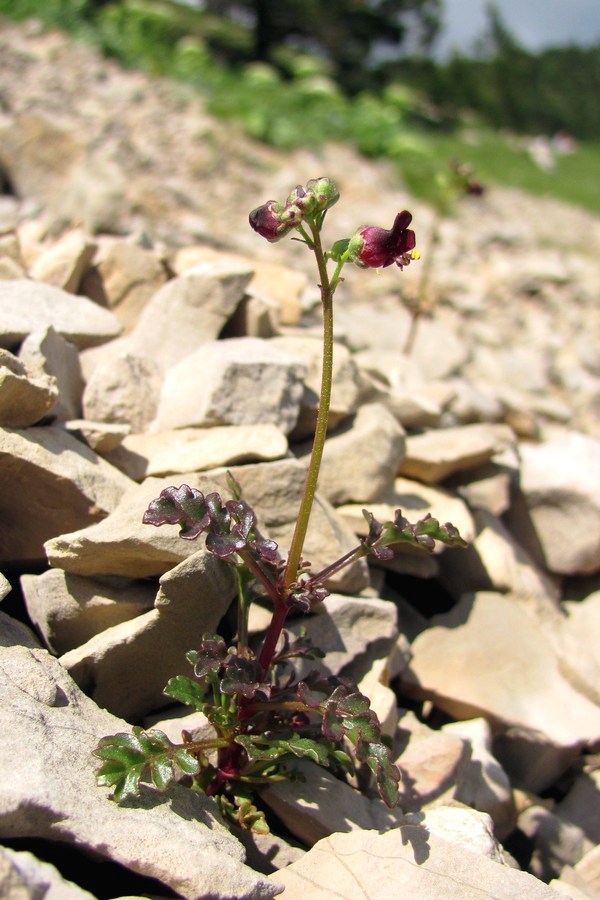 Image of Scrophularia exilis specimen.