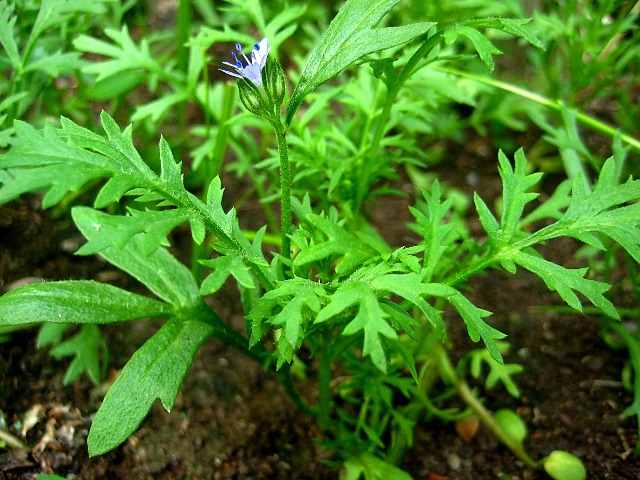 Image of genus Phacelia specimen.