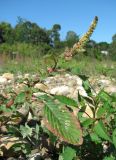 Amaranthus spinosus